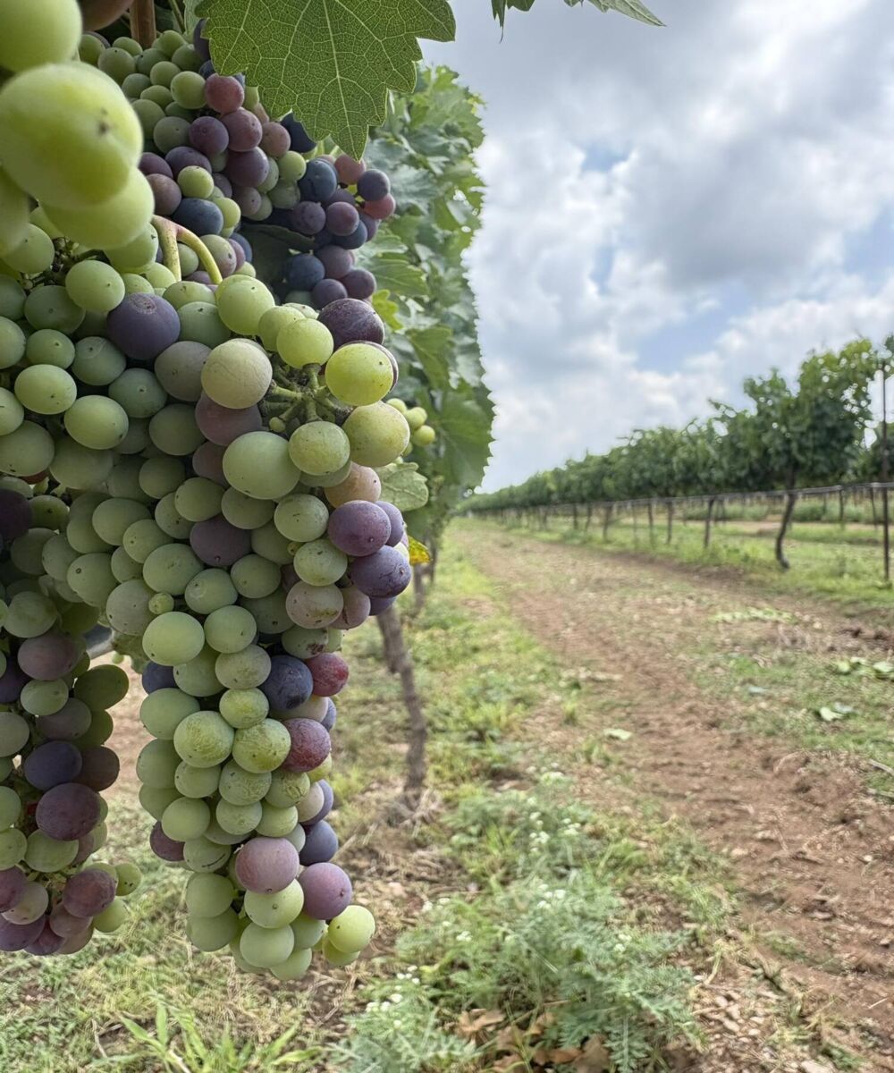 viñedo con uvas frescas