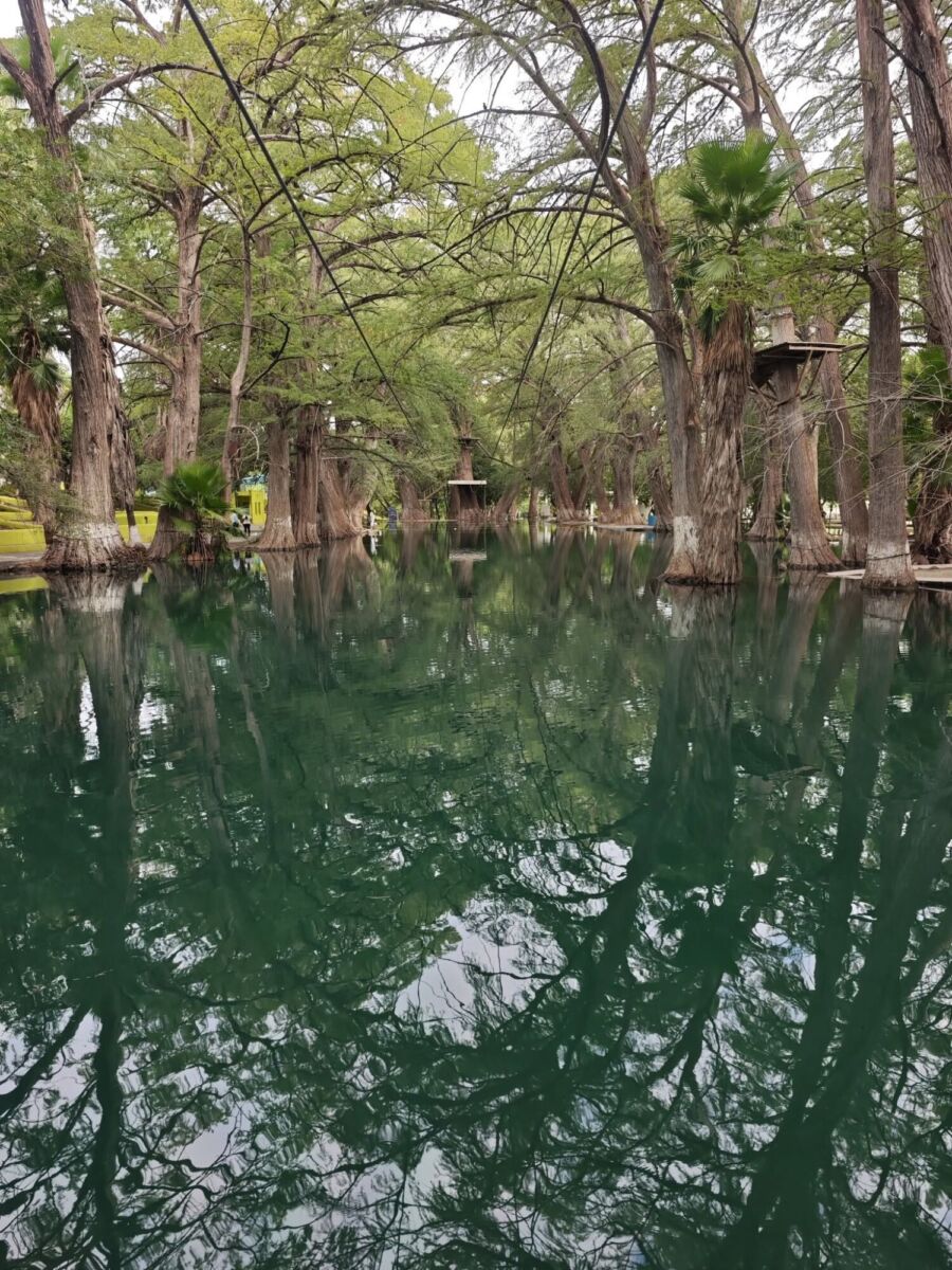 ojo de agua entre árboles de sabino