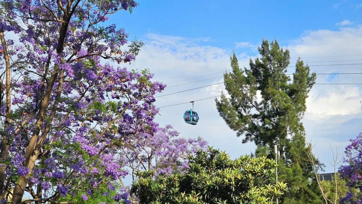 Cablebús de Chapultepec en las alturas 