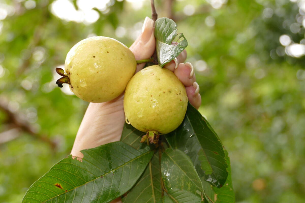 una mano sosteniendo guayabas de un árbol 