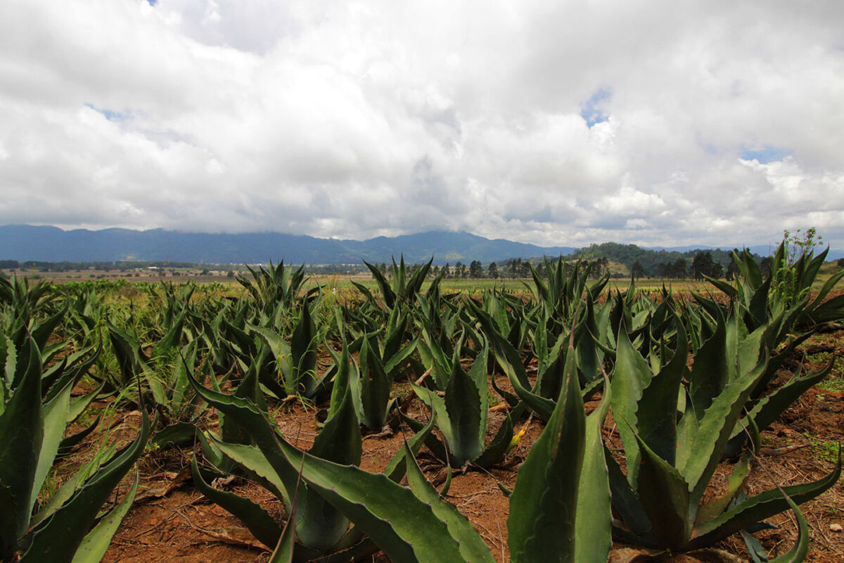 campos de maguey en una hacienda en puebla