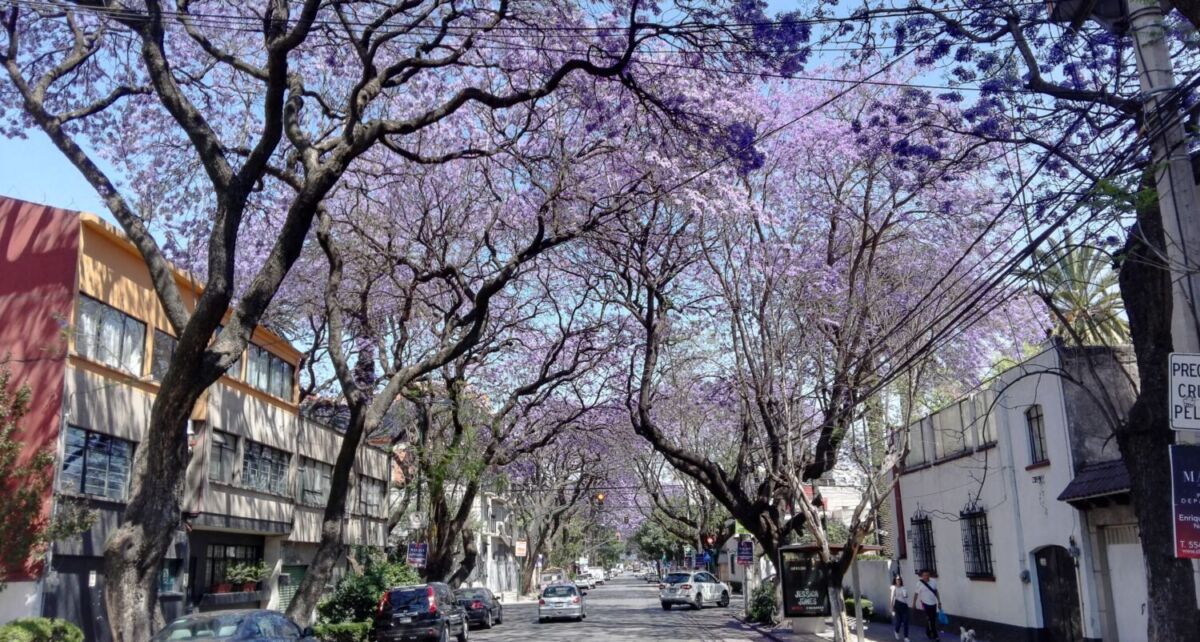 calle llena de árboles de jacaranda en CDMX 