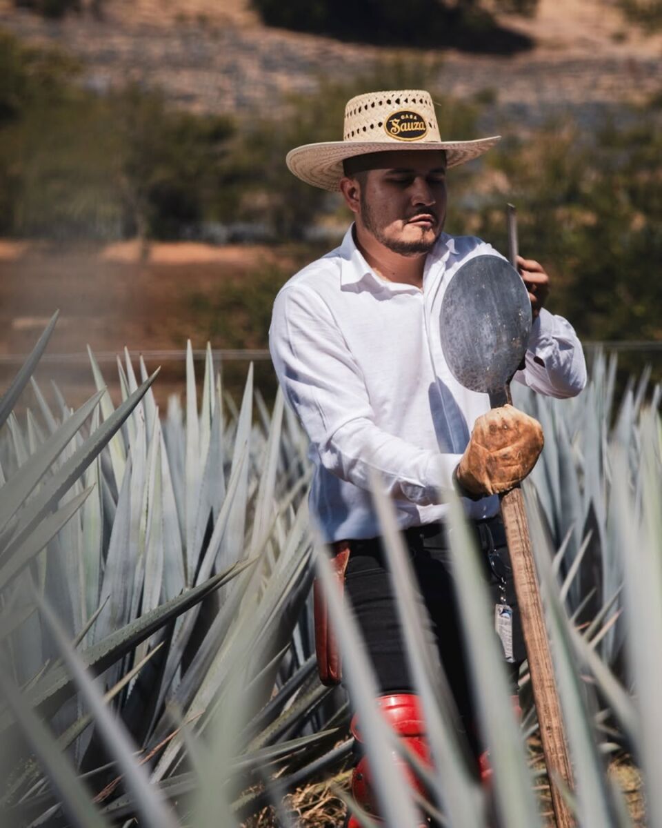 jimador de agave