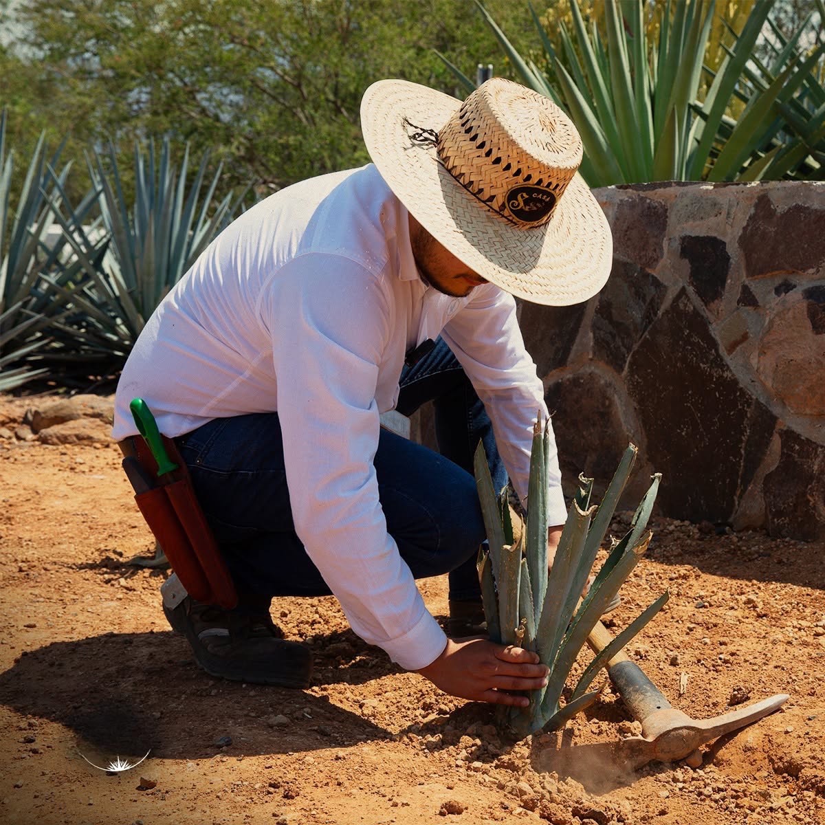 hombre sembrando agave