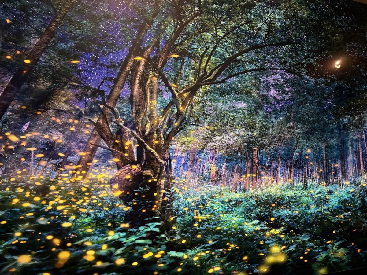 bosque iluminado en una experiencia inmersiva