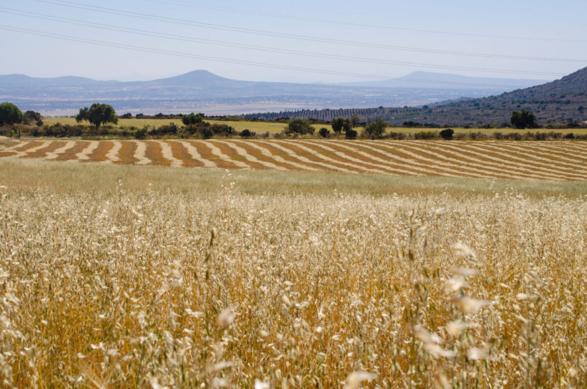 campos de hacienda en Apan Hidalgo
