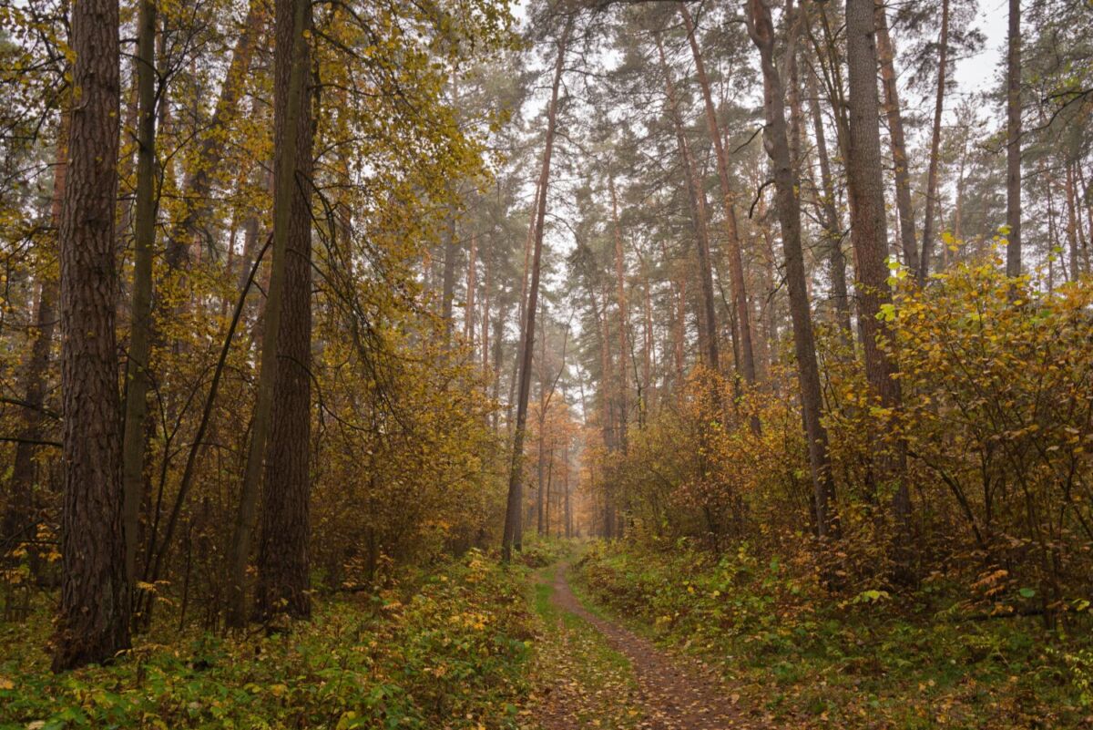 bosque de coníferas durante el otoño