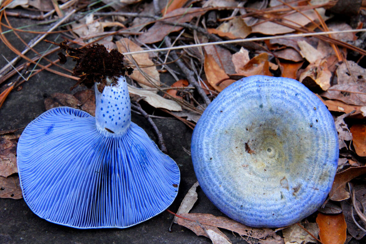 Dos hongos Lactarius Indigo en el suelo