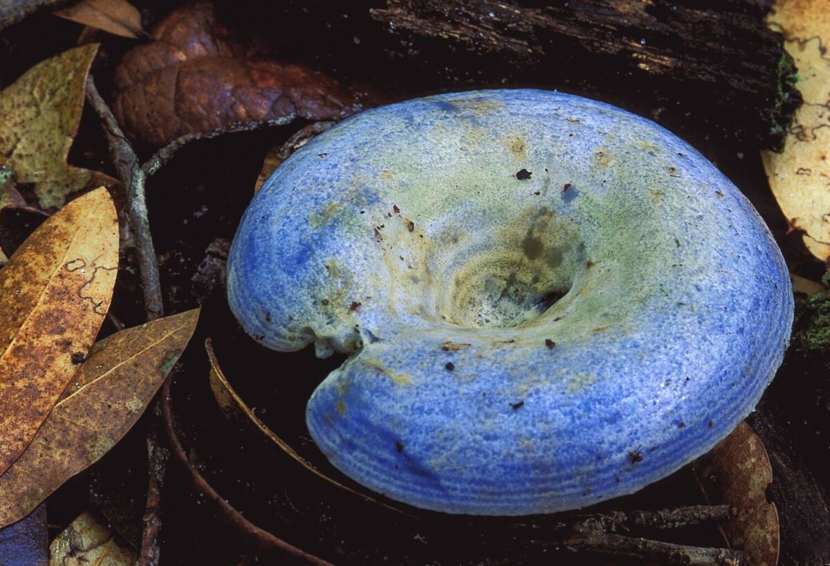 Lactarius indigo en saliendo de las raíces de un árbol