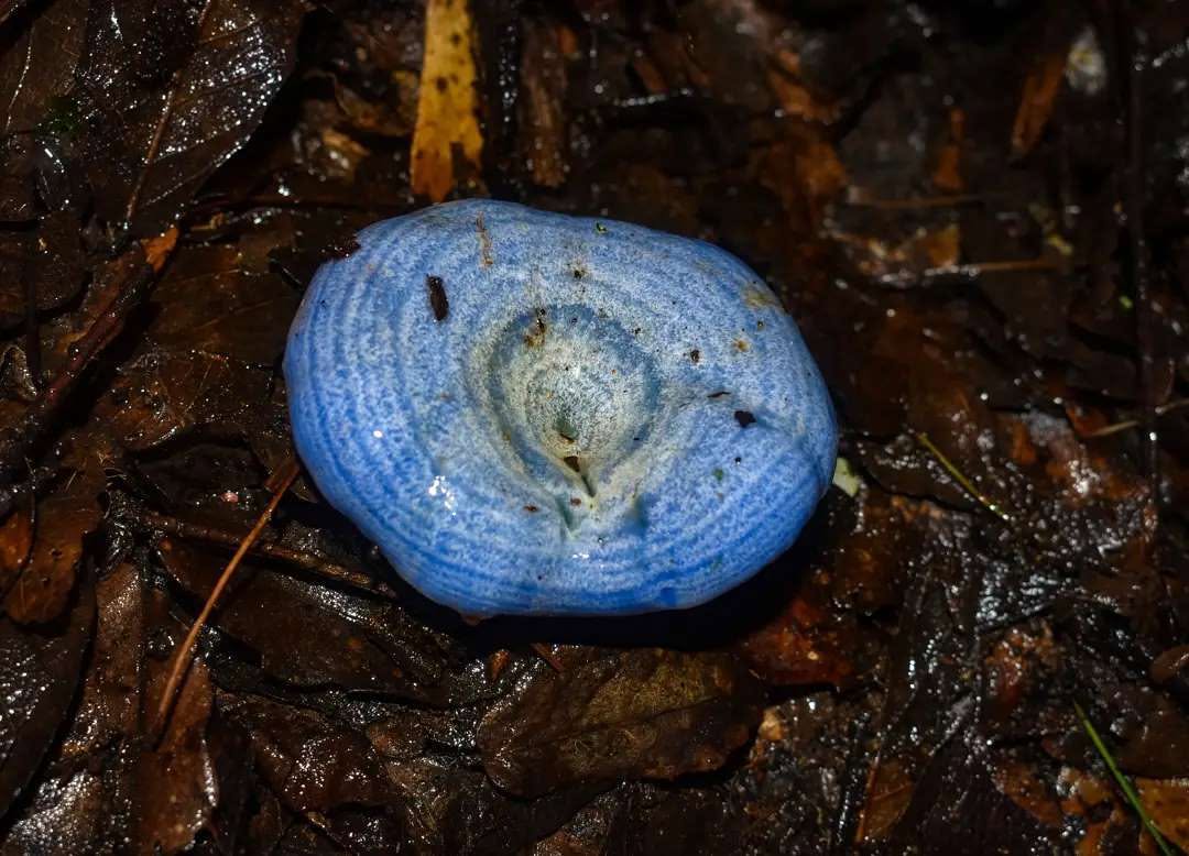 Hongo azul brillando en el suelo del bosque