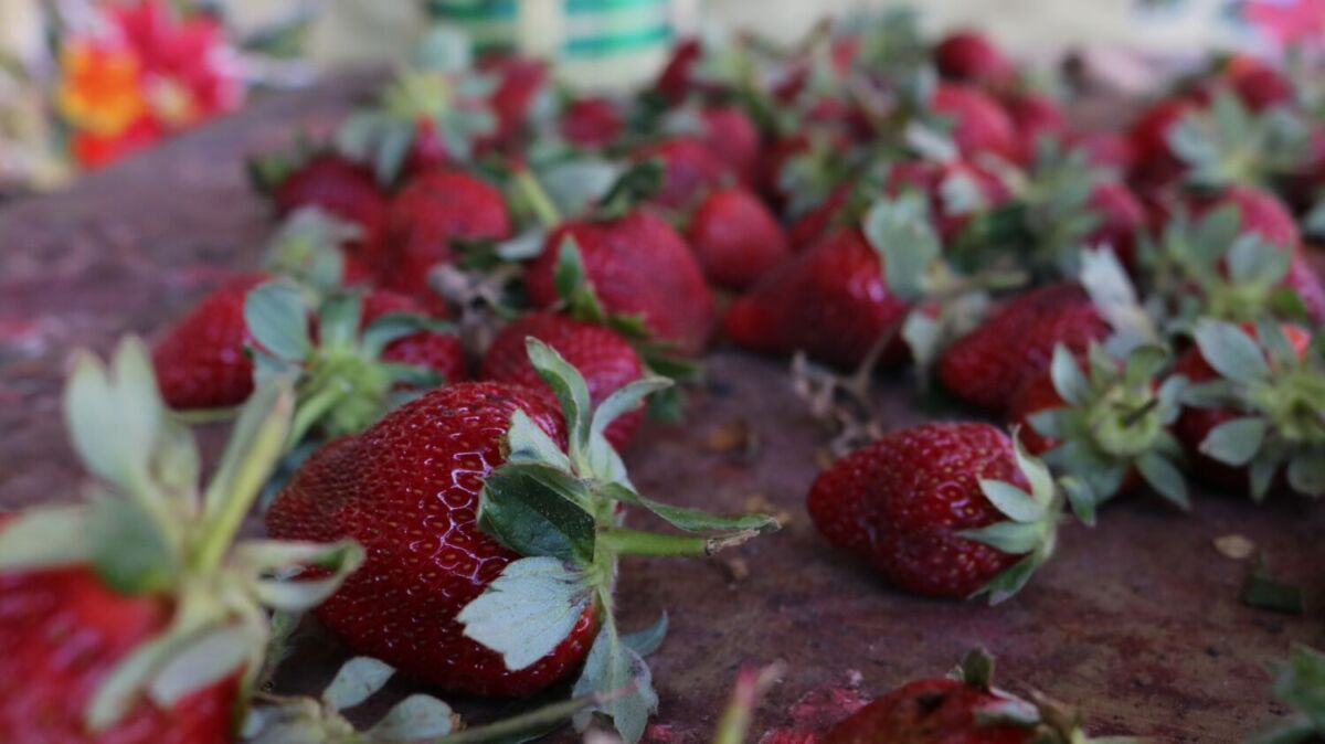 cultivo de fresas 