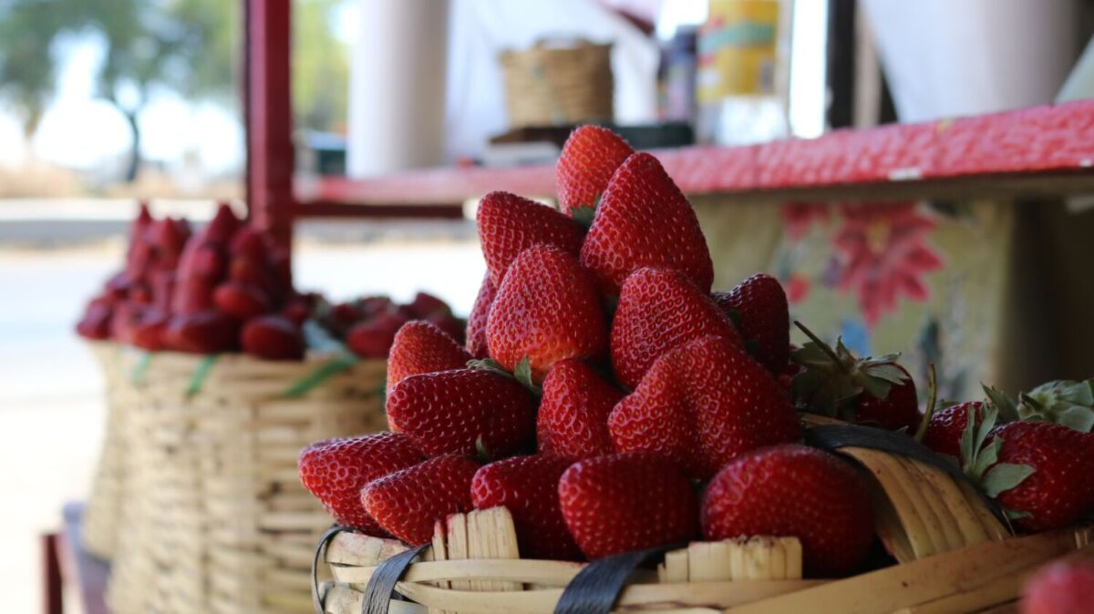 fresas agrupadas en una canasta 