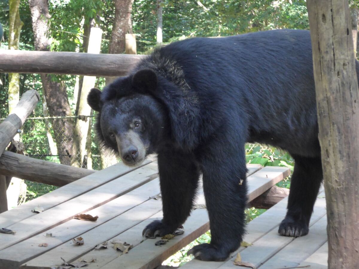 oso negro en peligro de extinción