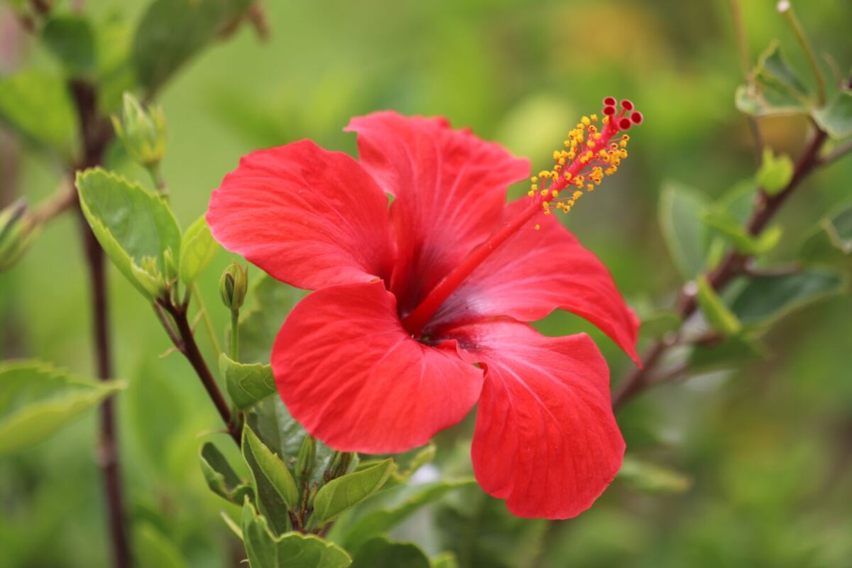 Flor de hibiscus fresca en la naturaleza