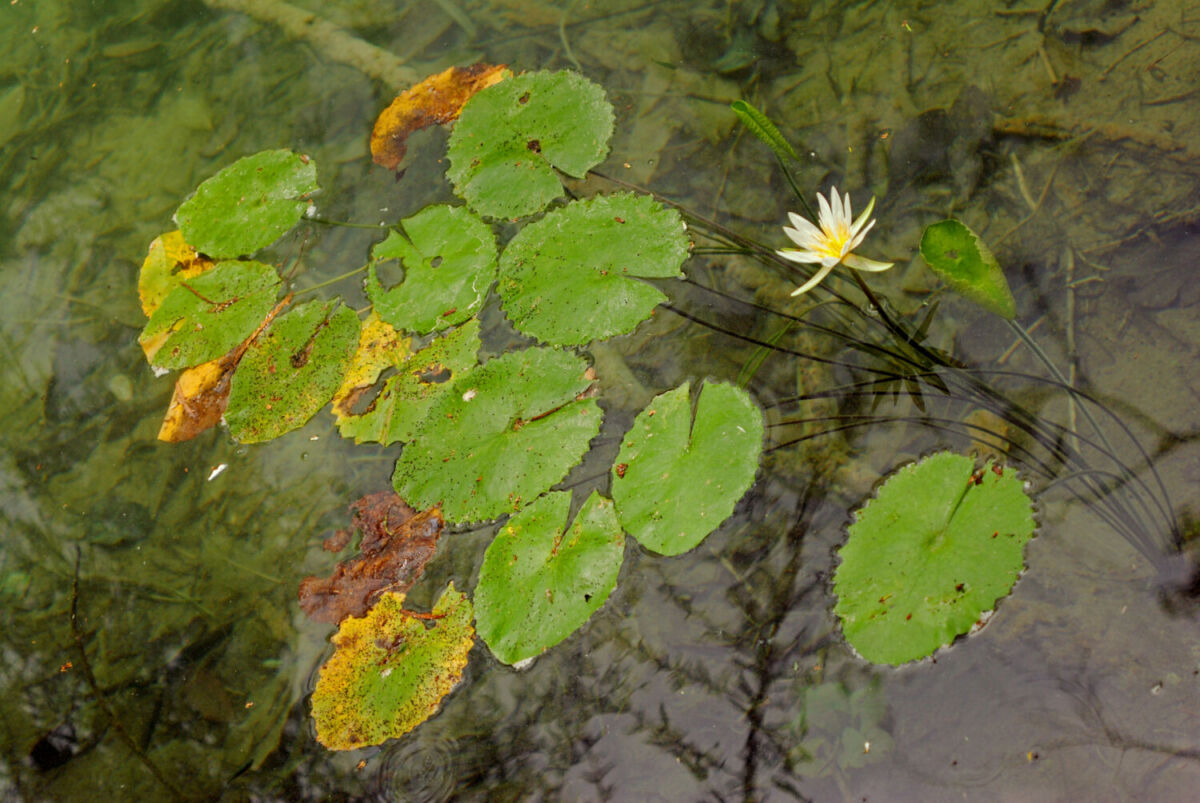nenúfares en un estanque de agua