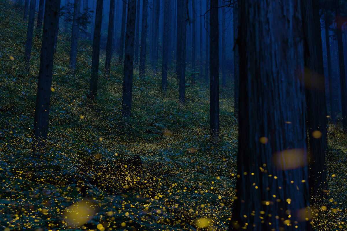 Bosque con luciérnagas en puebla