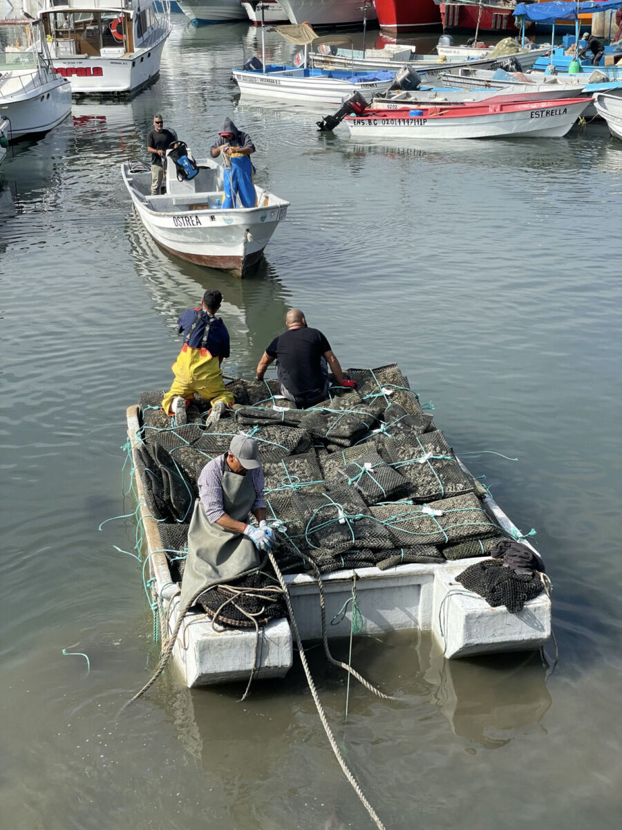 Pescadores descargando su producto en Ensenada 