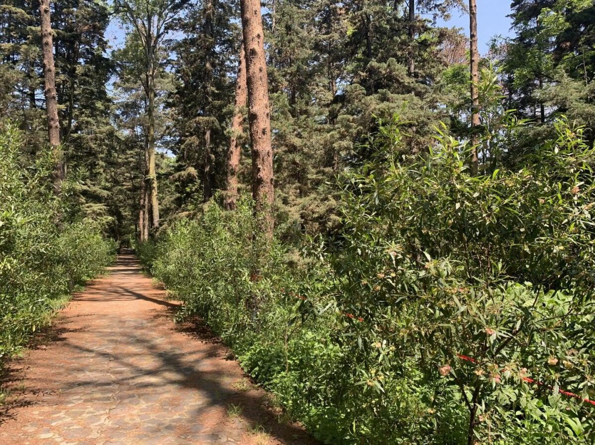 sendero en el bosque de Tlalpan de día 