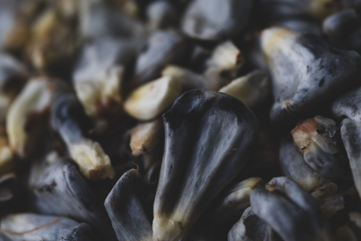 hongo de huitlacoche 