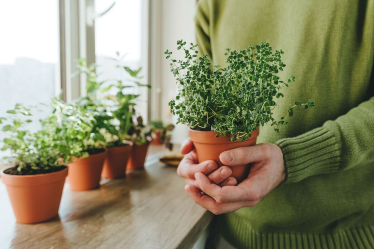 Plantas que ayudan a ahuyentar los mosquitos en temporada de lluvias y decoran muy bien tu casa