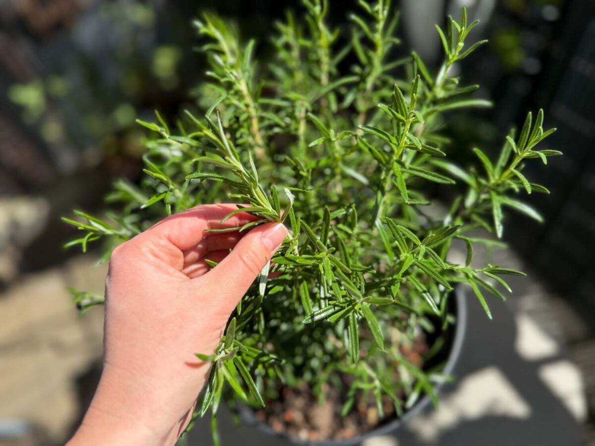 mano sosteniendo una planta de romero
