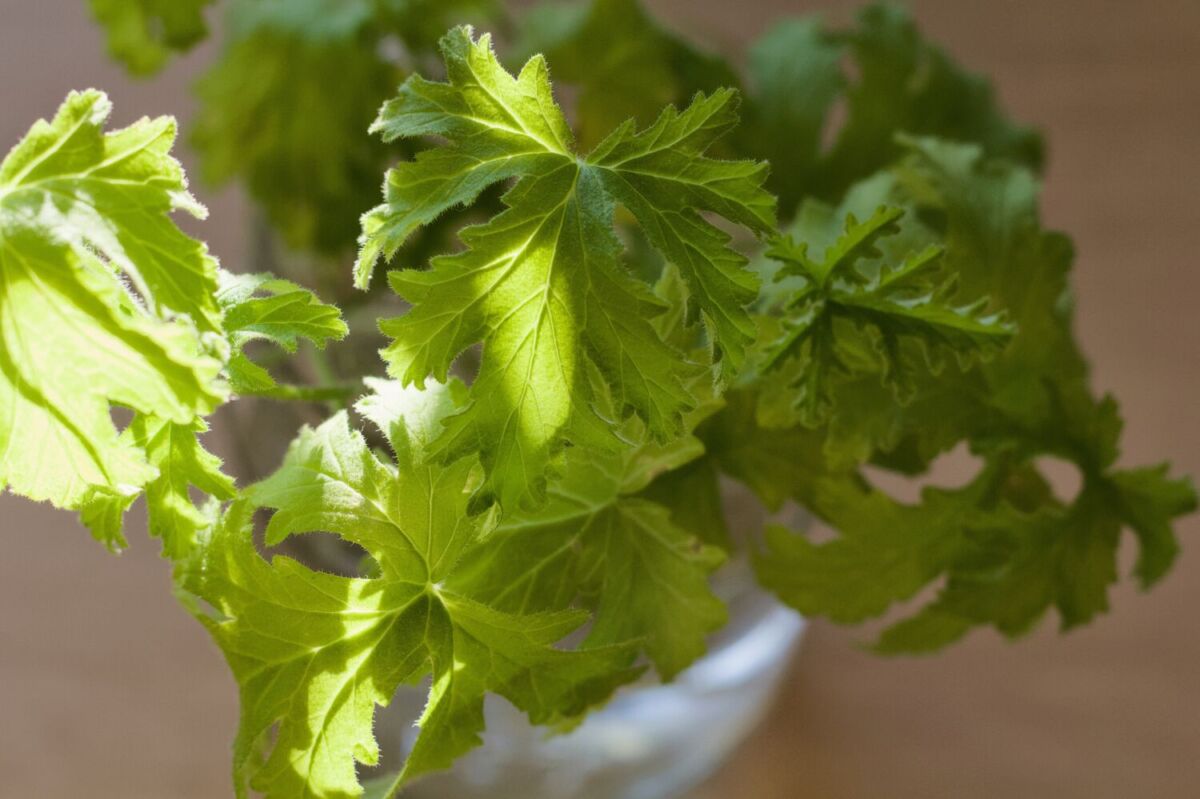 planta de Geranio citronela