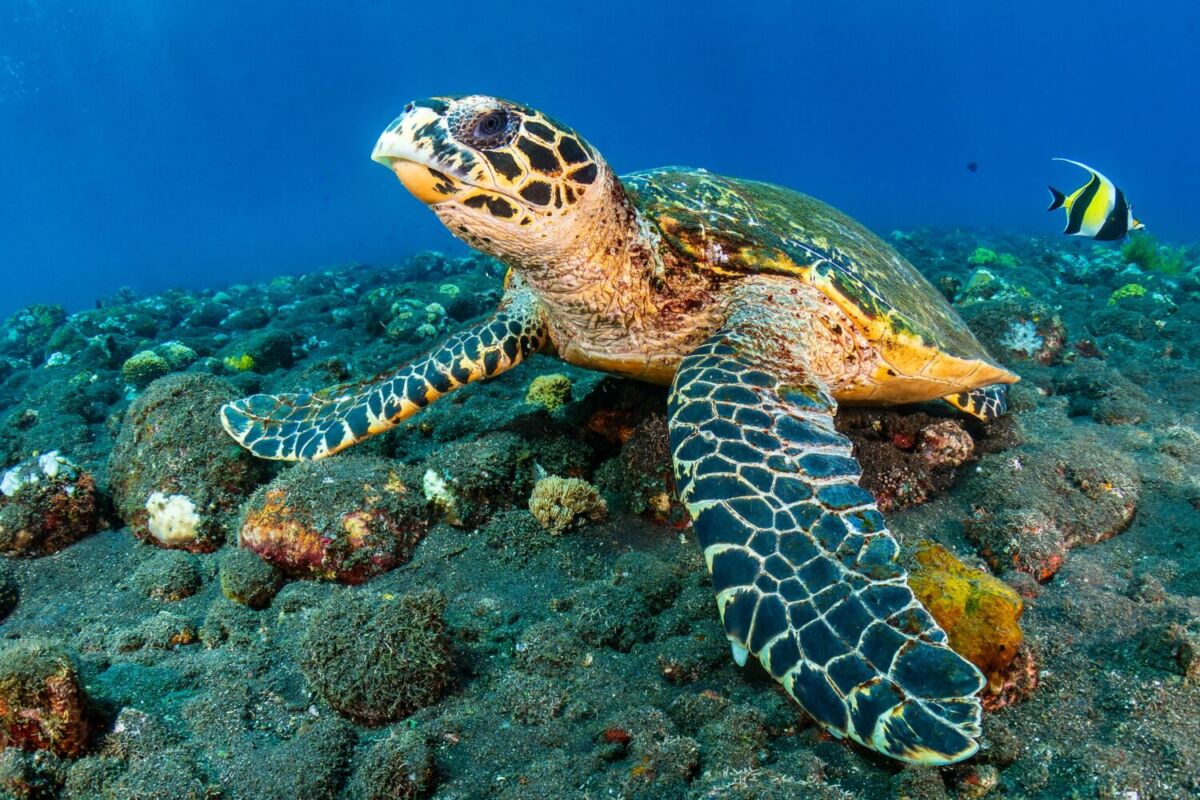tortuga nadando en las profundidades del mar