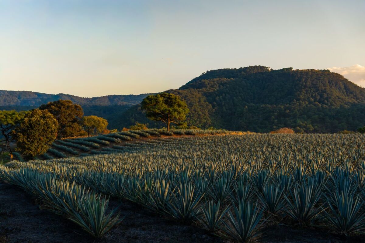 campos de agave característicos de Jalisco 