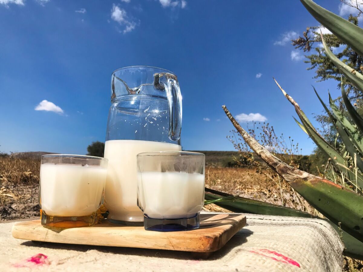 El Pueblo Mágico de Hidalgo donde preparan pulque curado de xoconostle y barbacoa 