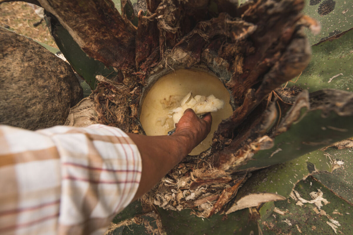 
Maestro pulquero raspando el maguey
