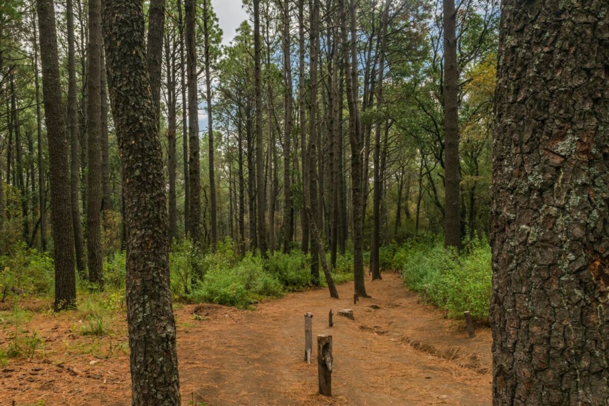 bosque en tlaxcala