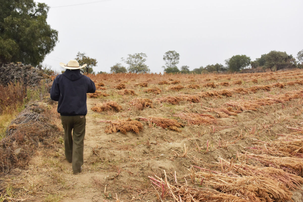 campesinos en un campo de cultivo de amaranto 