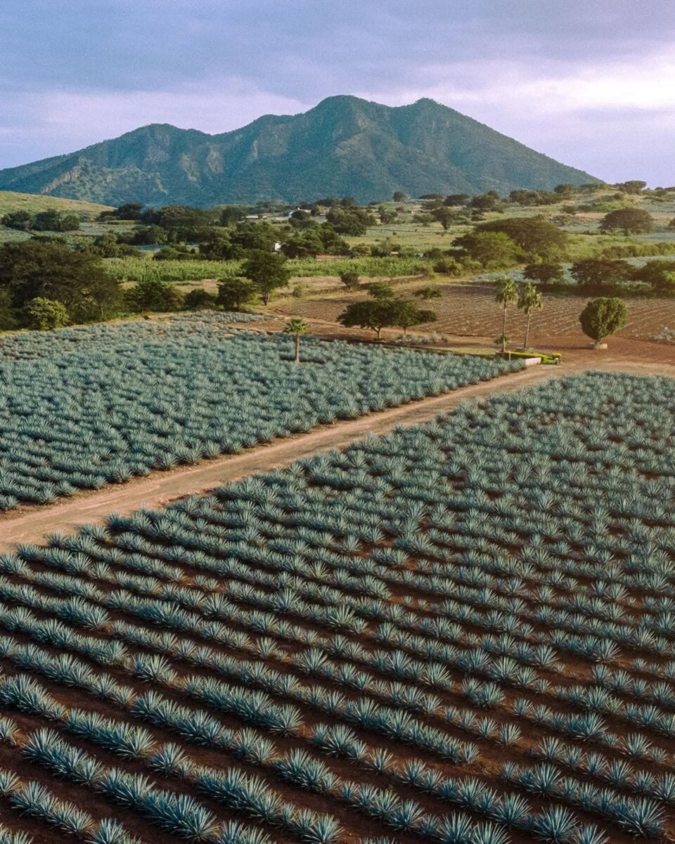 campos de agave en tequila con volcán al fondo