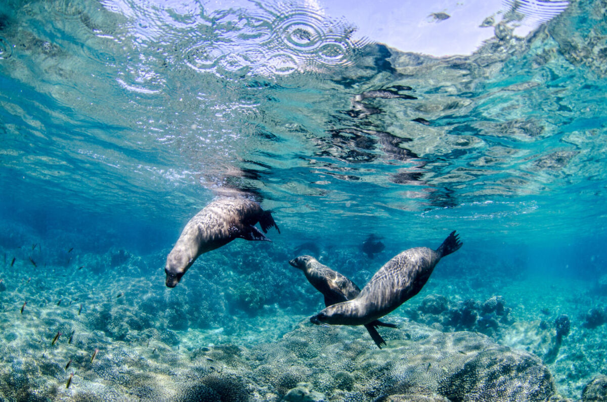 dos lobos marinos bajo el agua
