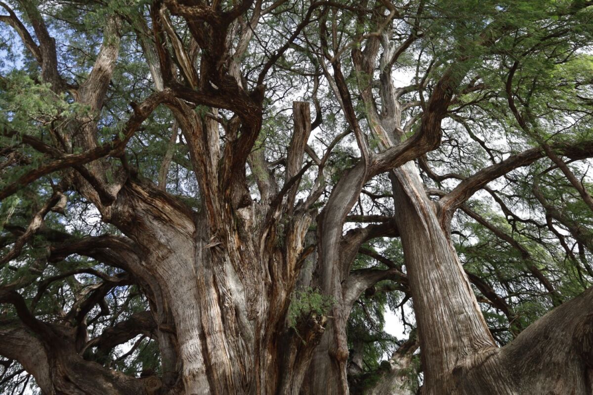 árbol grande en méxico 