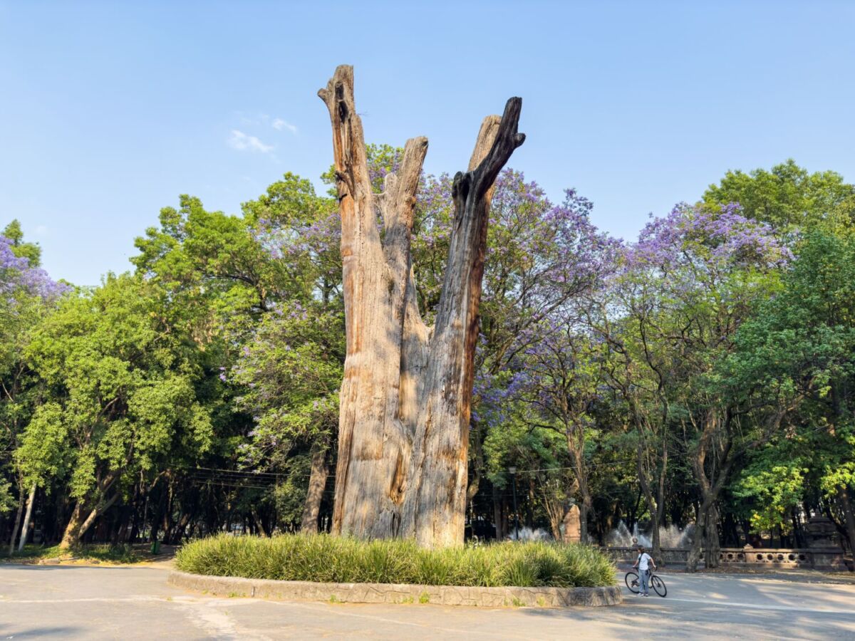 tronco de "El Sargento" en Chapultepec
