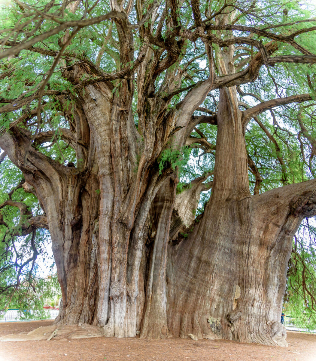 árbol del tule en oaxaca