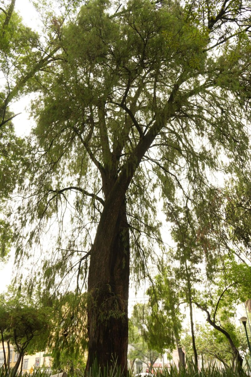 árbol alto en la condesa