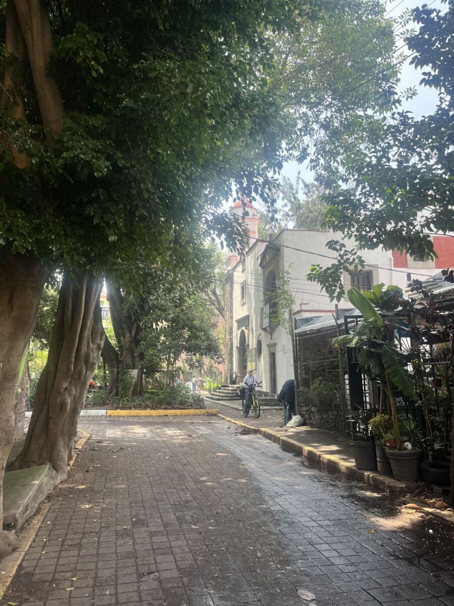 callejón tranquilo con árboles en la romita