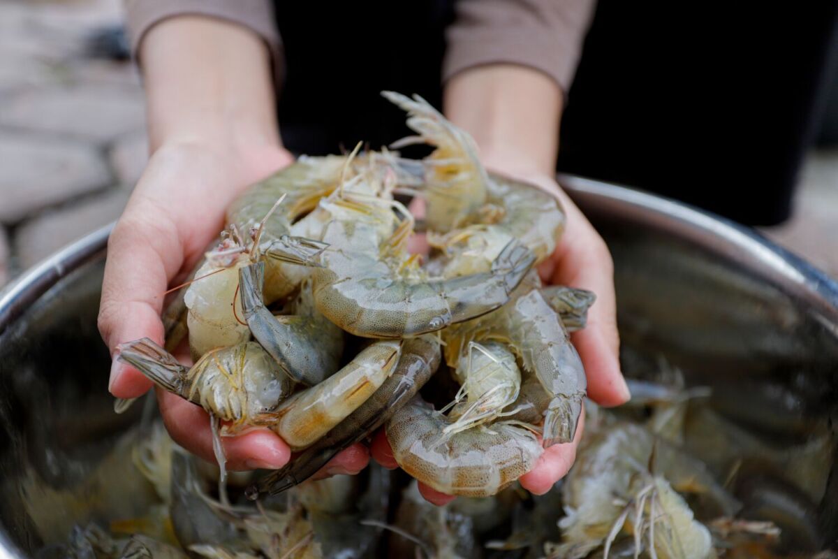 manos sosteniendo camarones 