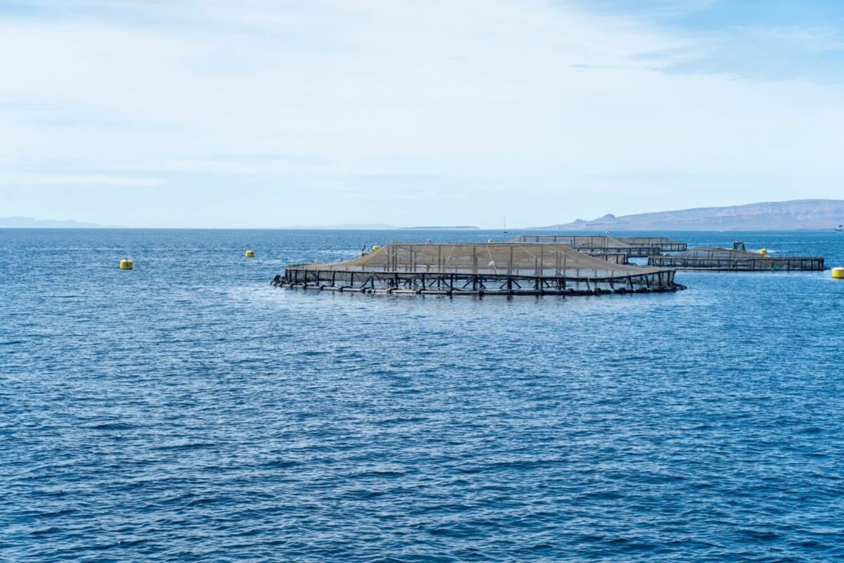 Granjas de peces en medio del mar: así se ve la pesca sustentable en México 