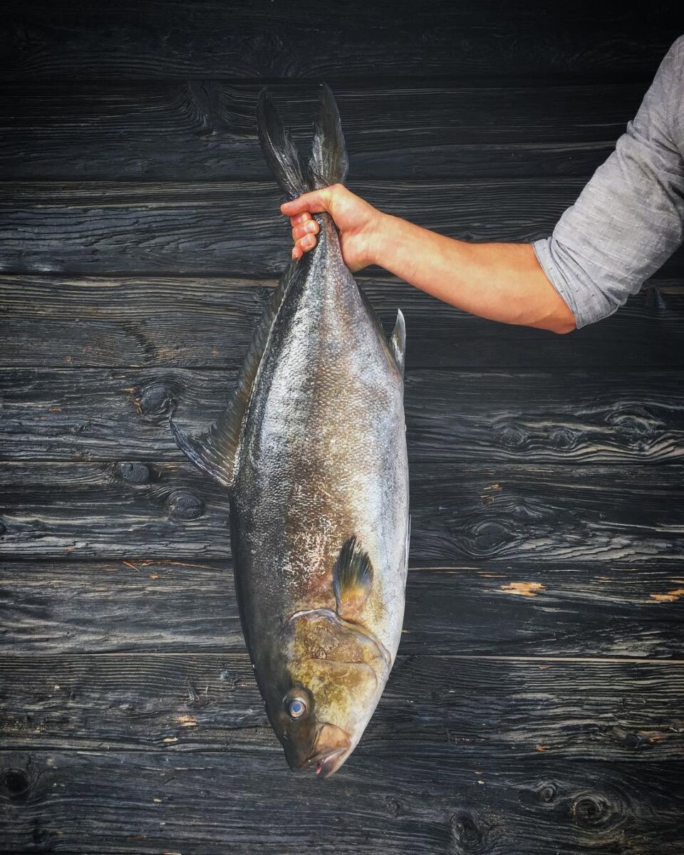 persona sosteniendo un pescado de la cola