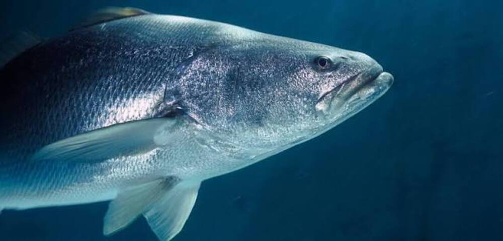 totoaba en el mar