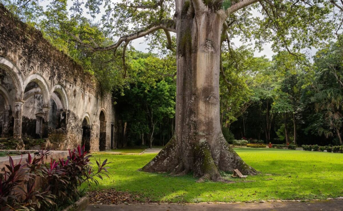 ruinas de antigua hacienda con árbol grande 