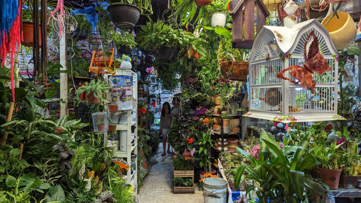 puestos de plantas en un mercado de la CDMX