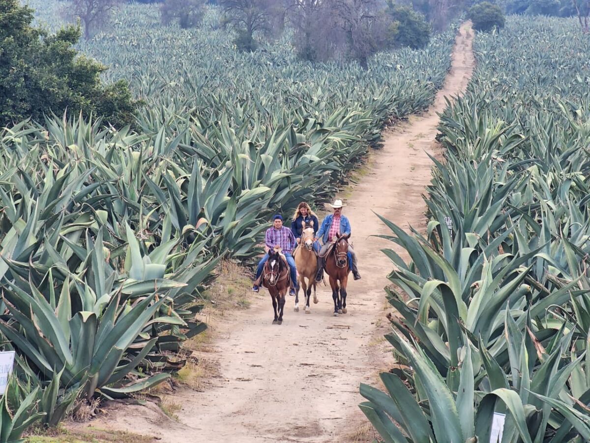 personas cabalgando entre campos de maguey