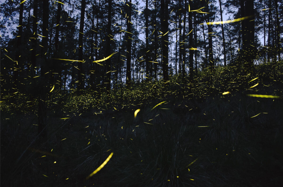 bosque con luciérnagas
