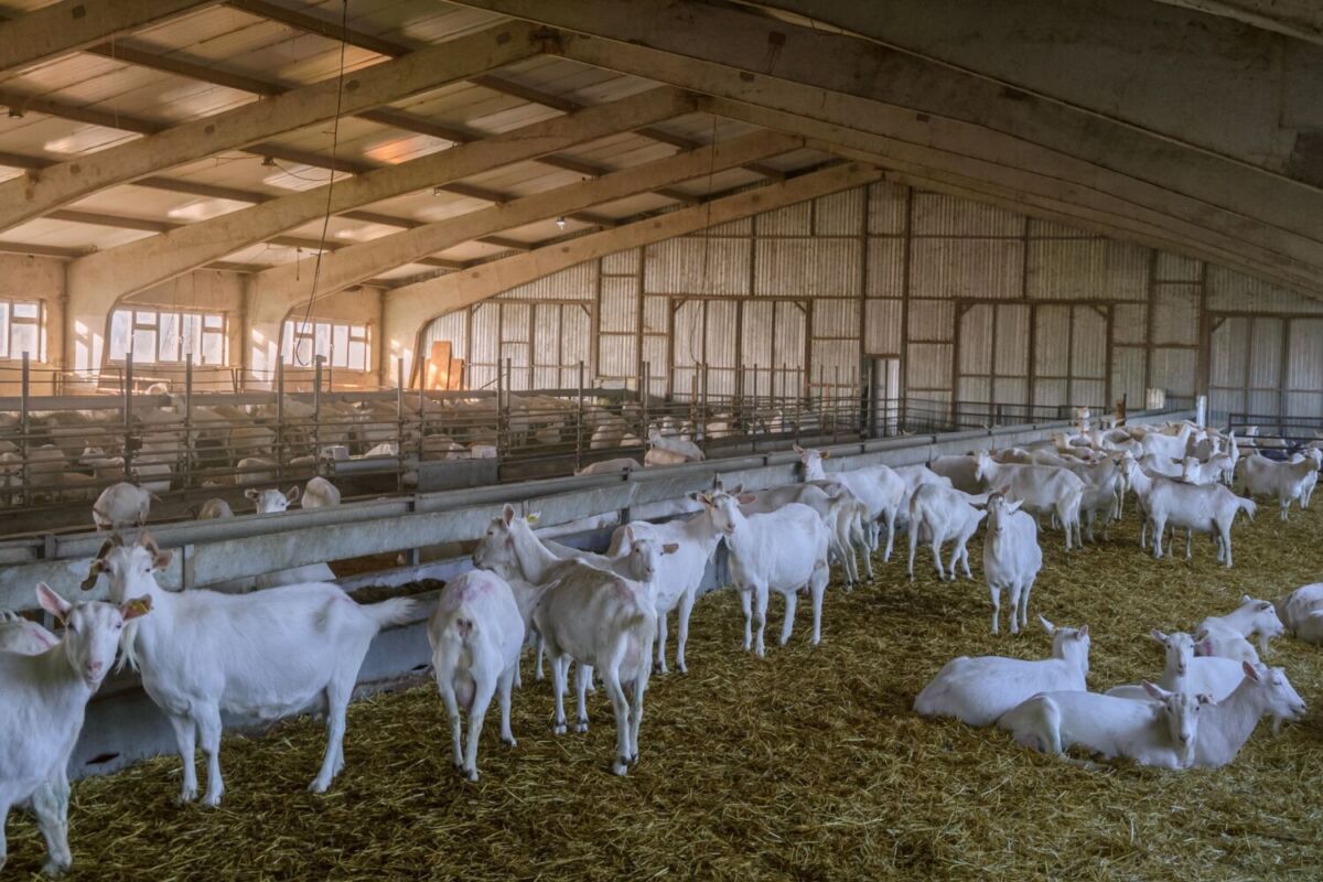 cabras en un establo 