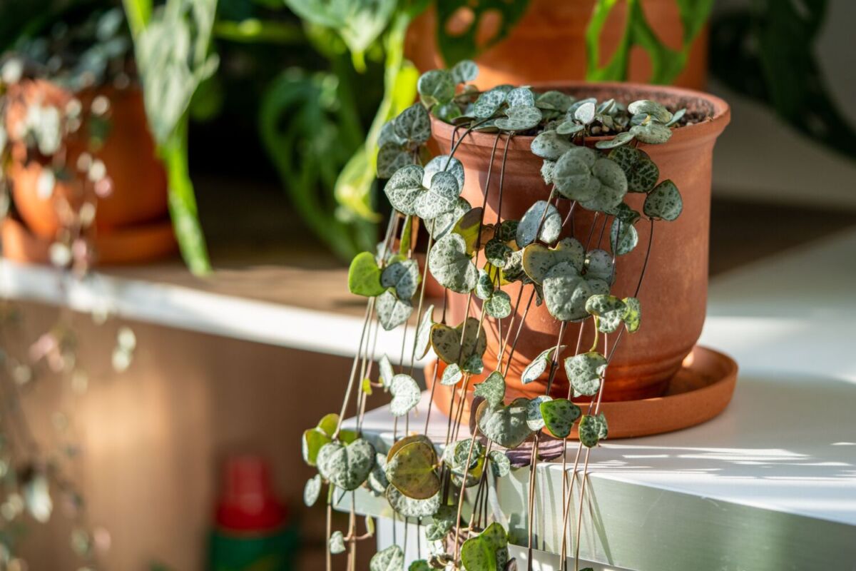 plantas para interiores 