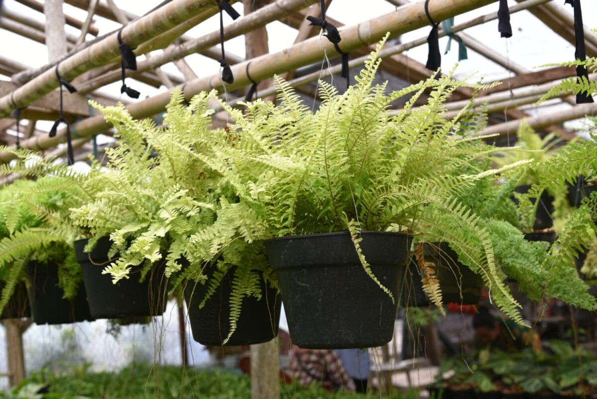 plantas colgando de una maceta 